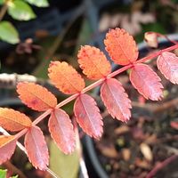 Sorbus rubescens 